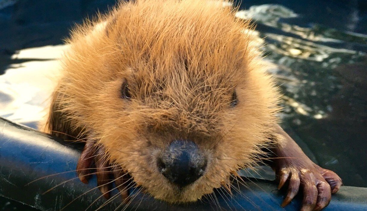 Rescued Baby Beaver Takes A Little Bath — And Wins The Internet - The Dodo