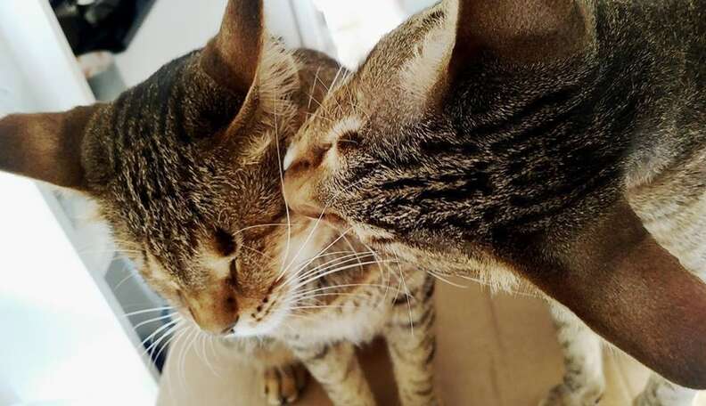 Blind Cat Didn't Stop Crying Until He Was Reunited With His Sister ...