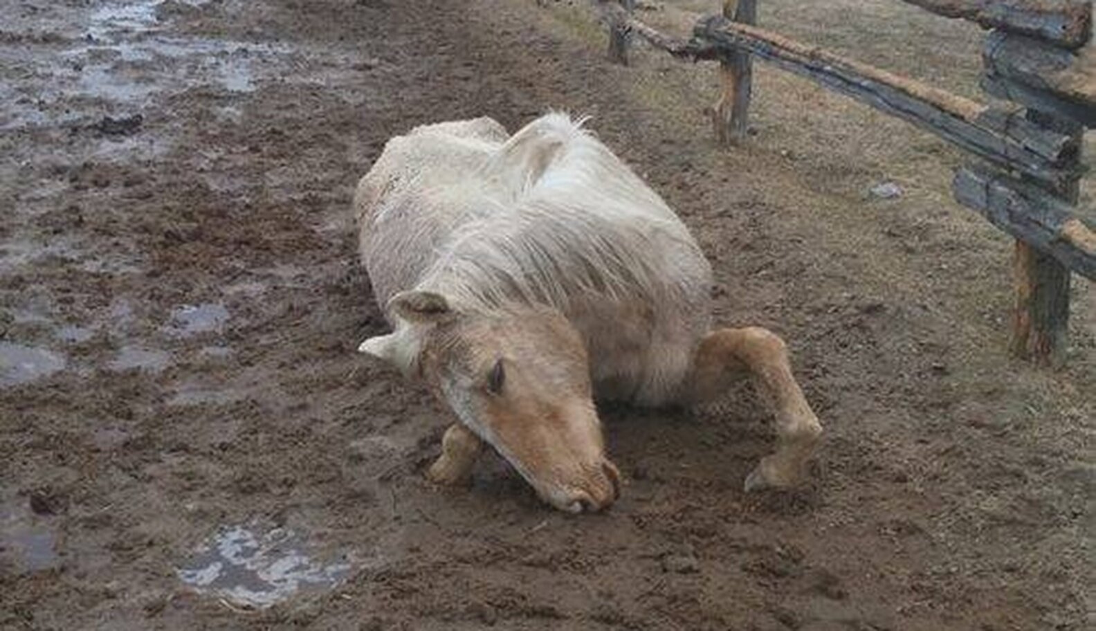 Horses Are Dying At Nightmare 'Sanctuary' The Dodo