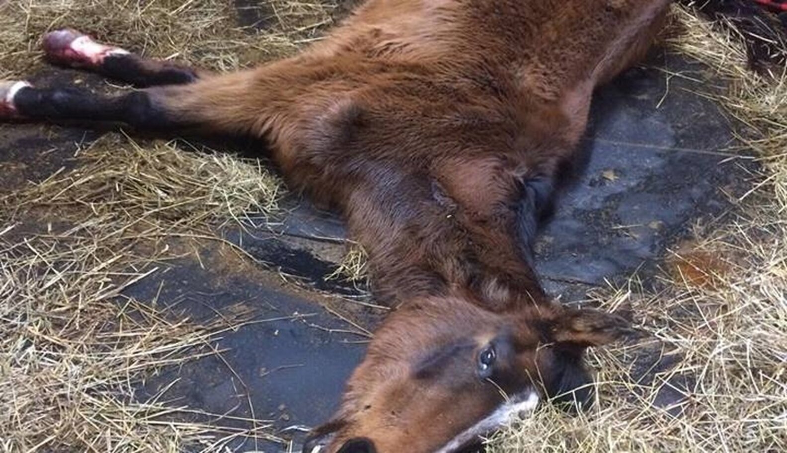 Horses Are Dying At Nightmare 'Sanctuary' The Dodo
