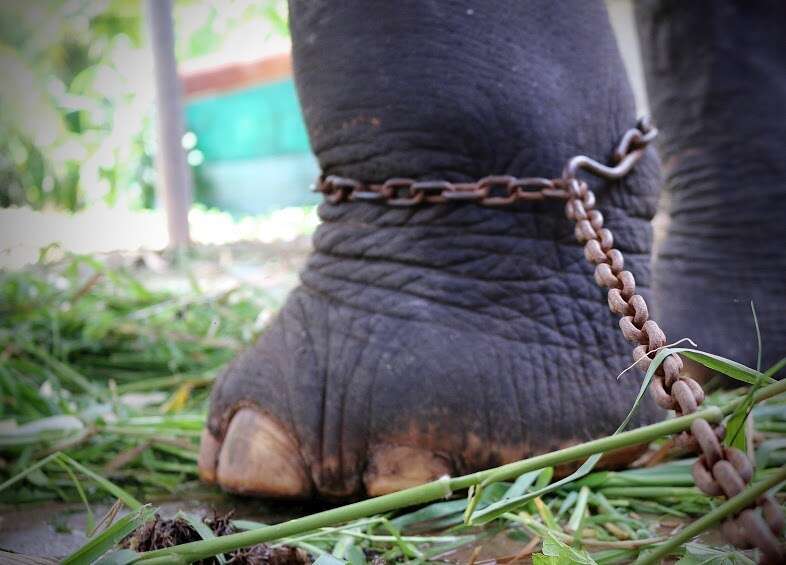 Elephant Chain Rope Elephant Chained For 45 Years Has No Idea She's About To Be Free - The Dodo