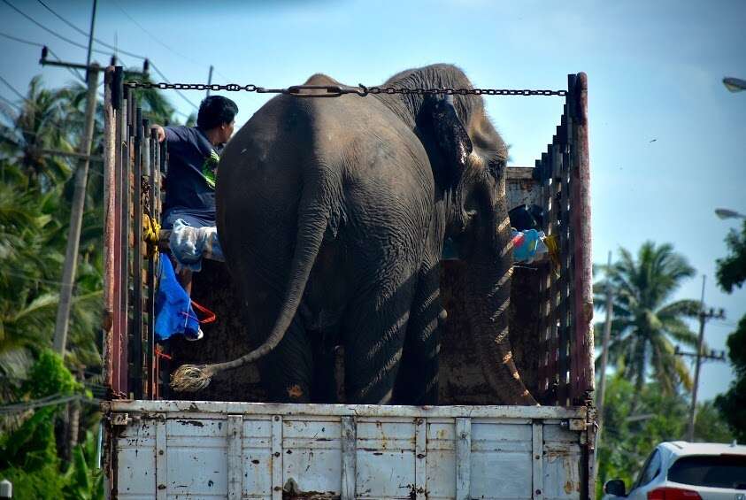 Elephant In Chains Elephant Chained For 45 Years Has No Idea She's About To Be Free - The Dodo
