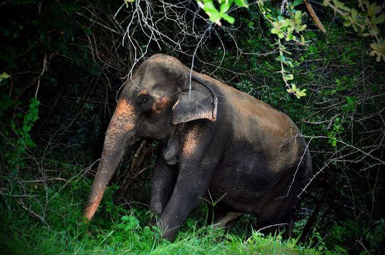 Elephant Chained For 45 Years Has No Idea She's About To Be Free - The Dodo