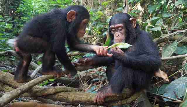 Chimp Once Forced To Live In A Backpack Meets Her New Best Friends ...