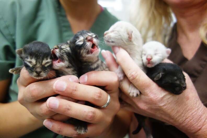 Garbage Man Saves 6 Crying Kittens Who Were Left In A Dumpster - The Dodo