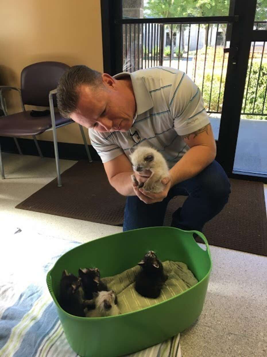 Garbage Man Saves 6 Crying Kittens Who Were Left In A Dumpster - The Dodo