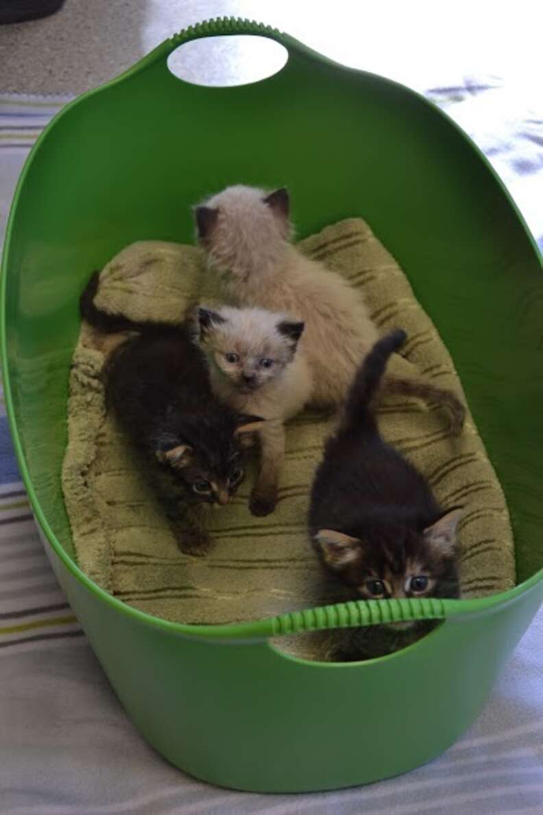 Cat Cop' Rescues Ram and Bengal from Dumpster Super Bowl Sunday