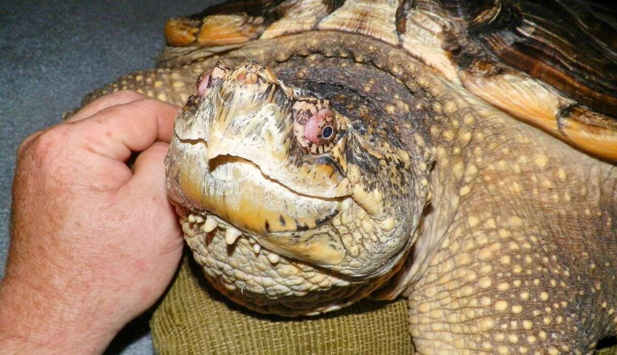 Rescued Snapping Turtle Loves To Cuddle With His Family - The Dodo