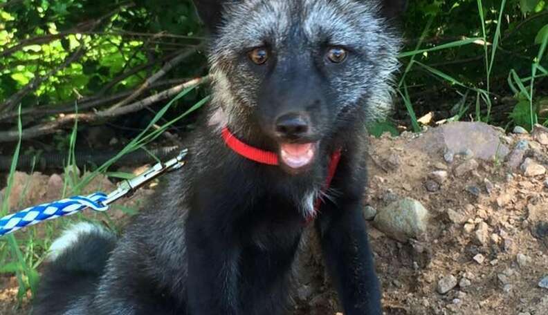 domesticated grey fox