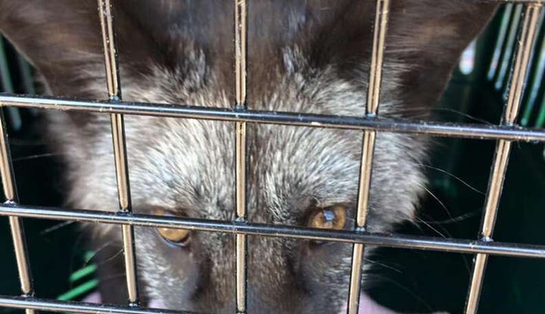 Aylesbury animal centre looks after rare silver fox rescued from fur trade