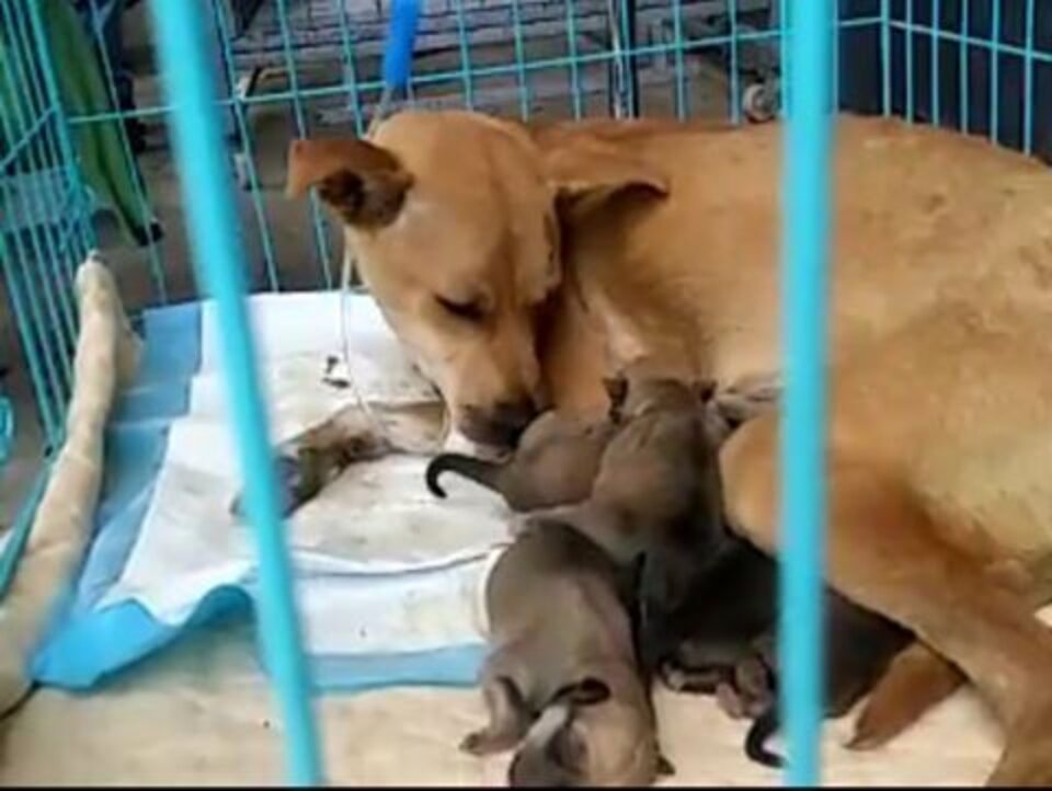 Dog Gives Birth Right As She's Rescued From Slaughter Truck - The Dodo