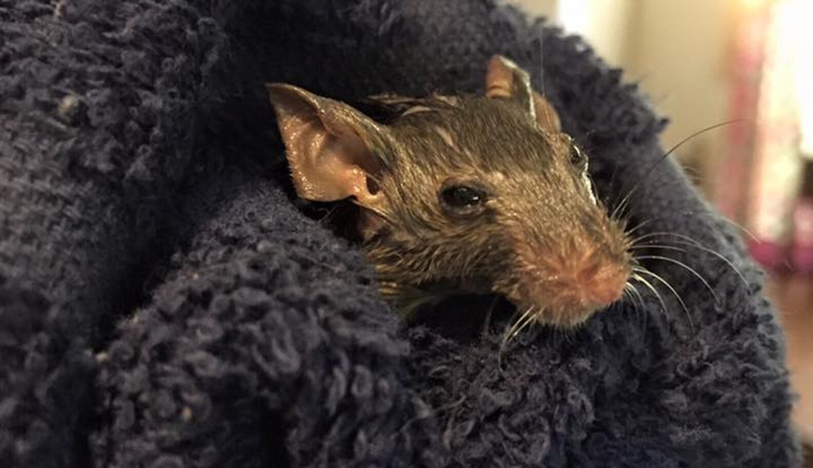 Scared, Trapped Rat Shows Up On Woman's Doorstep The Dodo