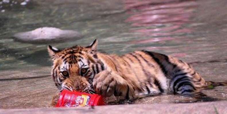 Tiger Cubs Are Being 'Frozen To Make A 'Healing Glue' Which Is Being Sold  For 6000 Rupees!