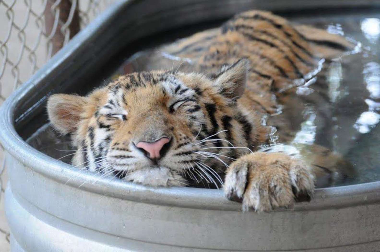 Sick Tiger Cub Rescued From Circus Makes Incredible Recovery Daily