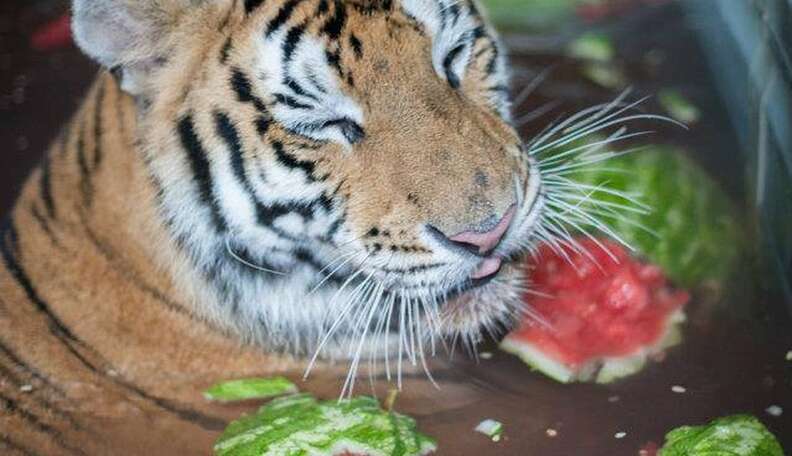 Tiger cub 'fiercely' fights with lion cub, end up melting tweeple's hearts