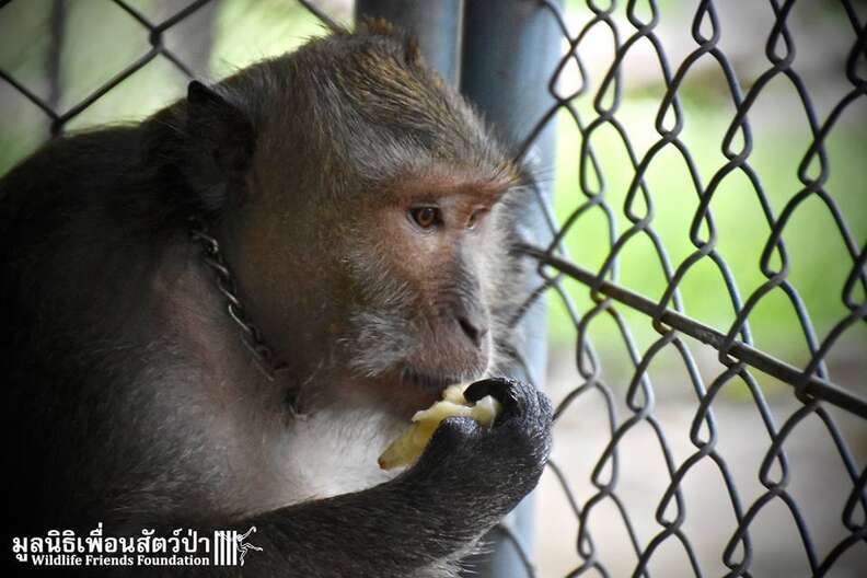 Pet Monkey Was Going To Be Killed For Being - The Dodo