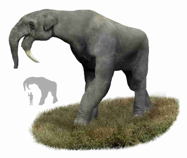 Urelefant