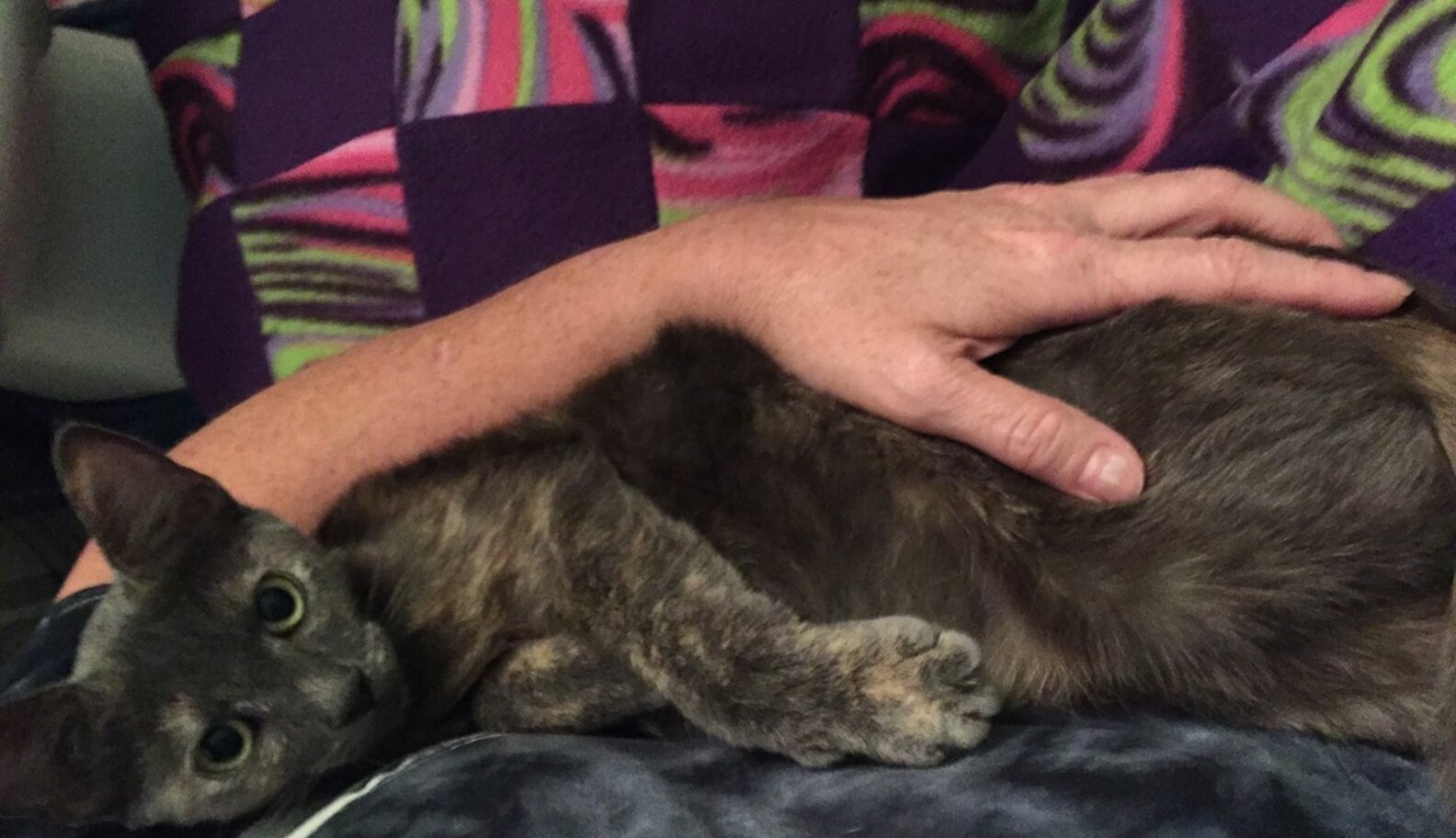VERY Pregnant Cat Arrives At Shelter And Whole Staff Falls In Love
