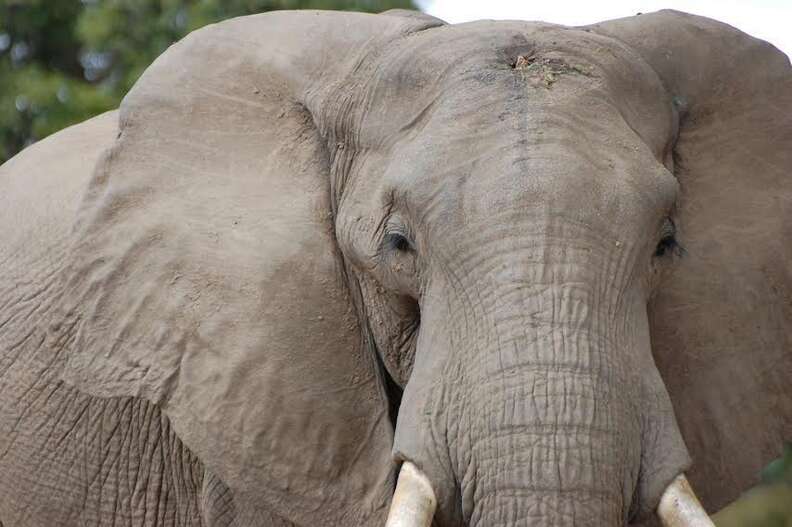 Gentle Elephant Who Was Shot In Head Still Loves To Say Hi To People ...