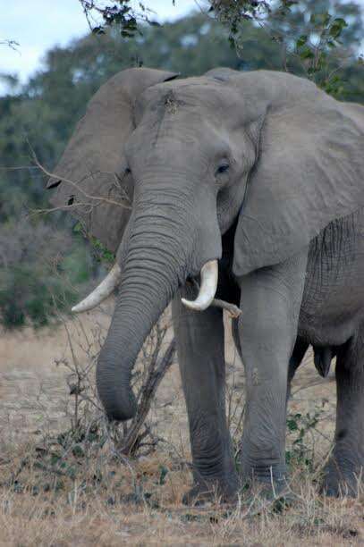 Gentle Elephant Who Was Shot In Head Still Loves To Say Hi To People ...