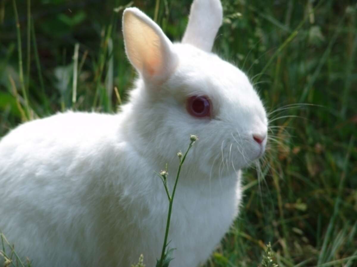 Escaped Pet Rabbit Leads Cops To Pot Plants After He Keeps Coming Home ...