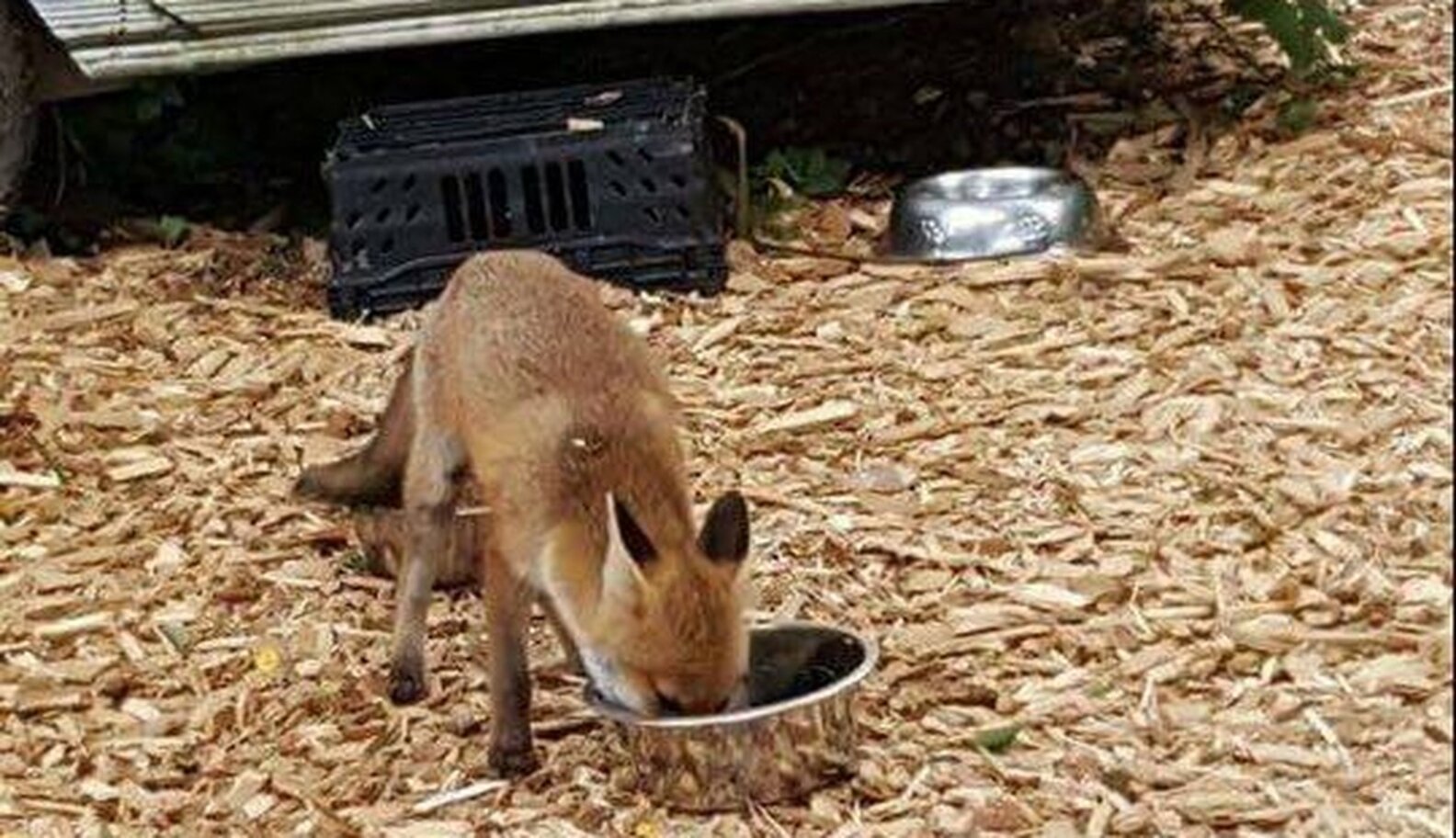Wild Fox Still Comes Back To Have Dinner With Her Favorite Cats The Dodo