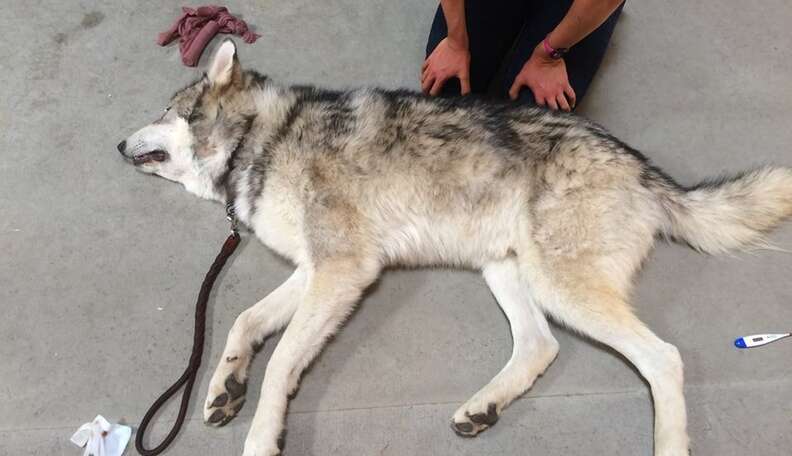 Wolf store dog rescue