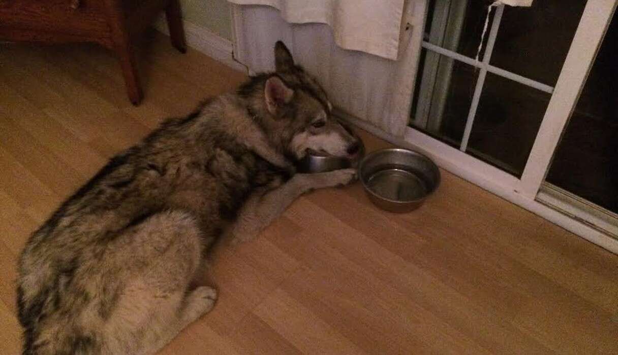 wolf hybrid puppies for sale craigslist