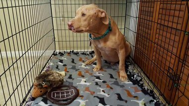 long way home pitbull rescue