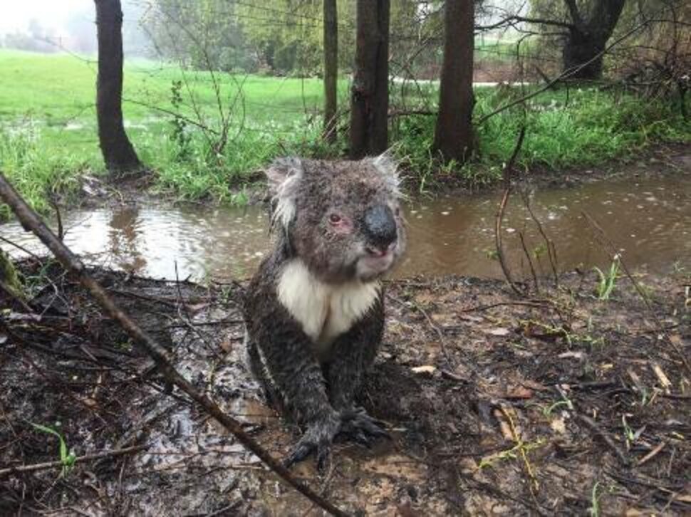 Man Helps Soaking Wet Koala Find Safety During Flood The Dodo