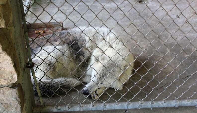 Roadside Zoo Shuts Down After People Speak Up About What They Saw There - The Dodo Roadside Zoo Shuts Down After People Speak Up About What They Saw There - The Dodo