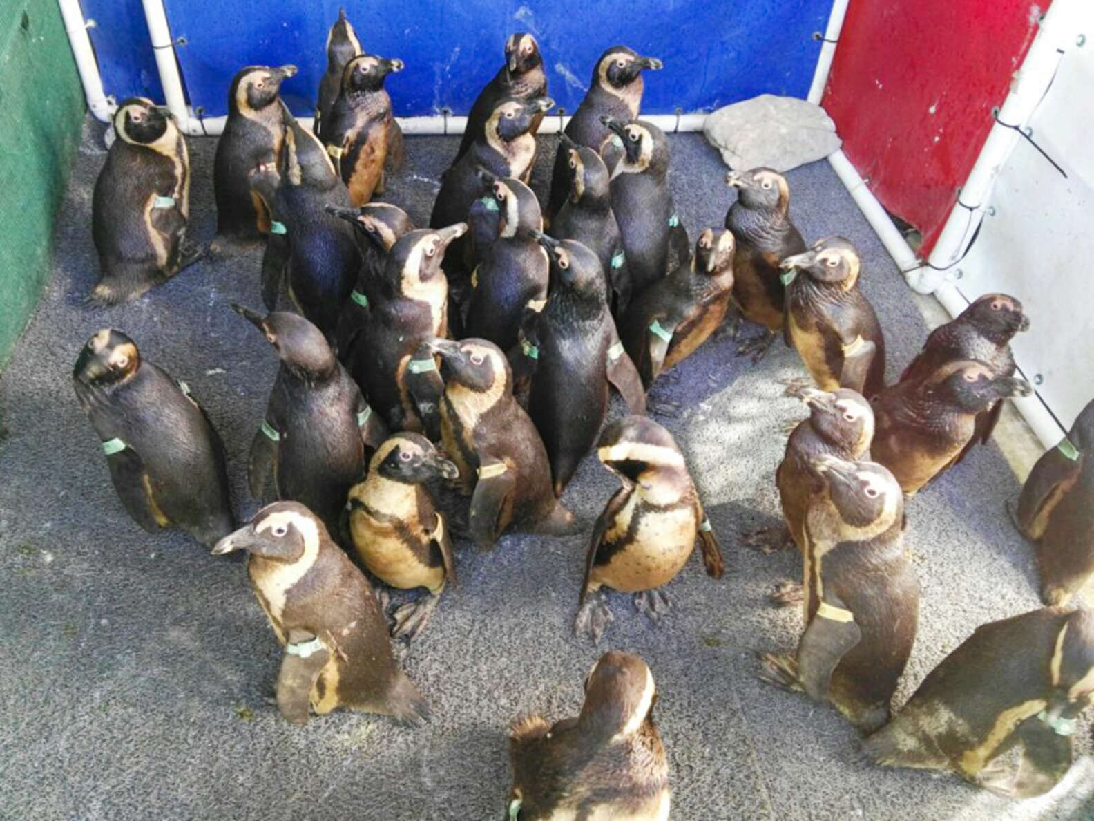 92 Penguins Covered In Oil Get Special Baths That Save Their Lives