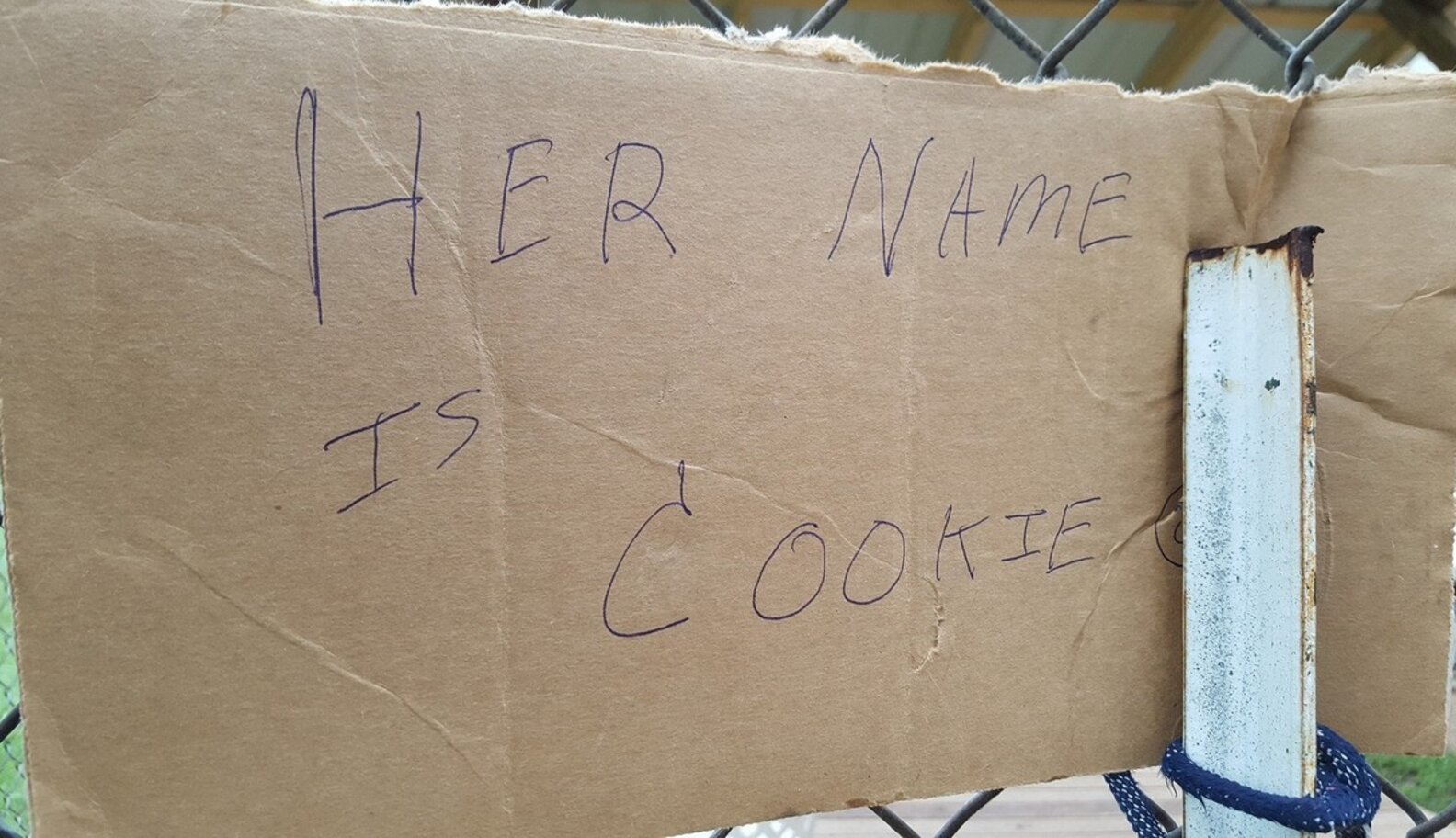 Dog Abandoned Outside Shelter With Nothing But A Cardboard Sign - The Dodo