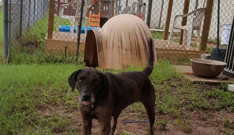 Dog Abandoned Outside Shelter With Nothing But A Cardboard Sign - The Dodo