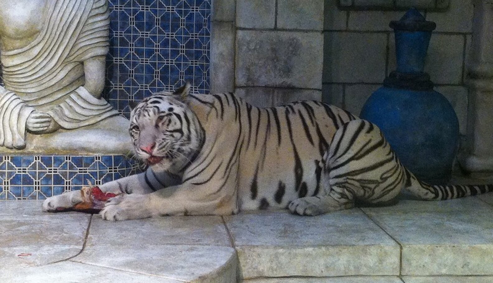 White Tigers Stuck In Aquarium Haven't Felt The Sun In 12 Years The Dodo