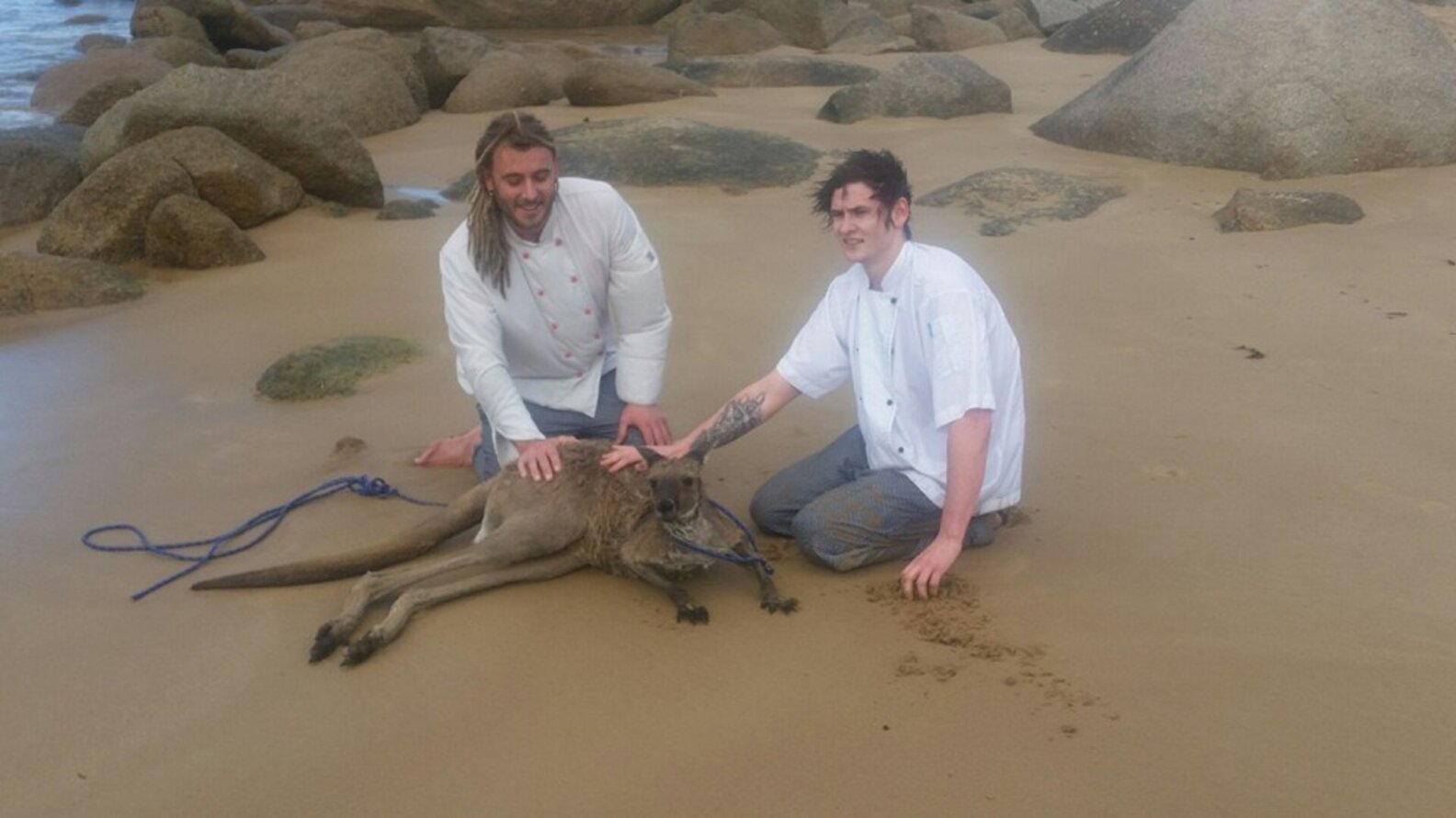 Chefs See Scared Kangaroo In Freezing Ocean And Dive Right In The Dodo