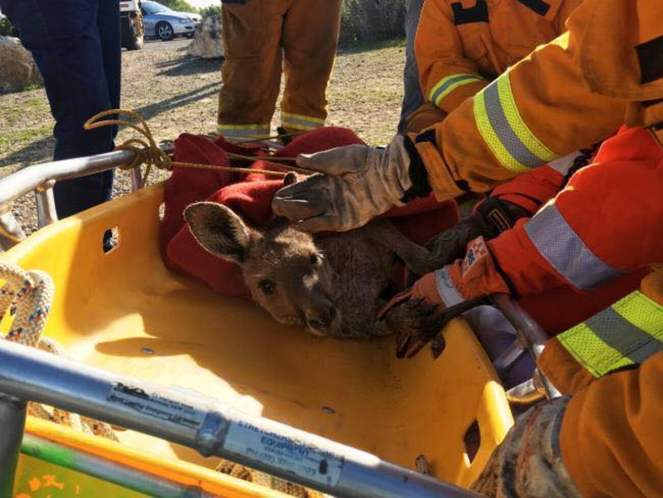 Chefs See Scared Kangaroo In Freezing Ocean And Dive Right In - The Dodo