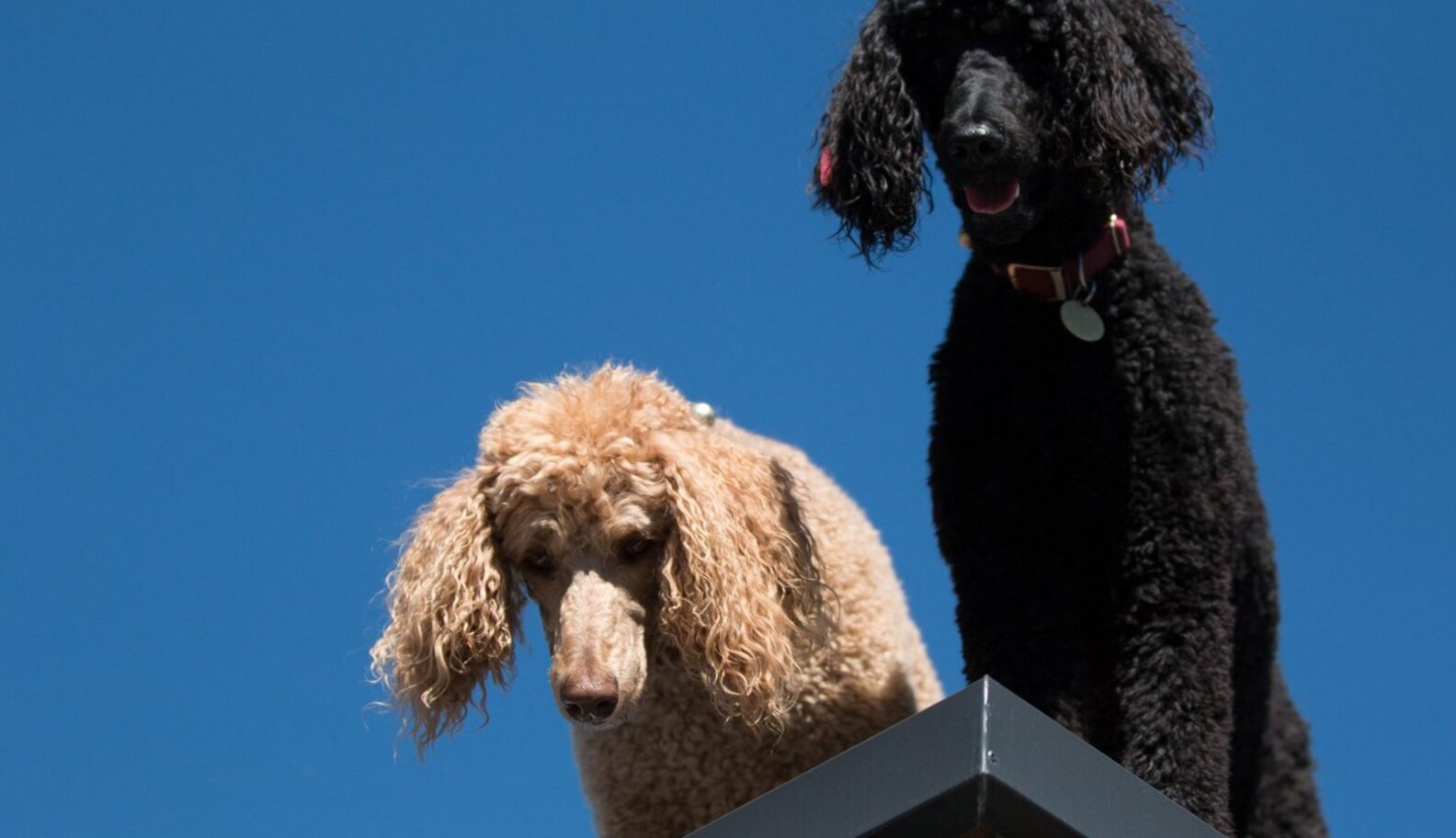 This Poodle Went Blind And Deaf, But Her Sister Takes Her For Walks(02)