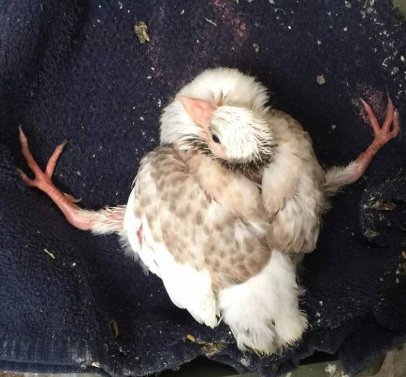 Baby Bird Is Learning To Walk Again After She Slipped Out Of Her Nest The Dodo