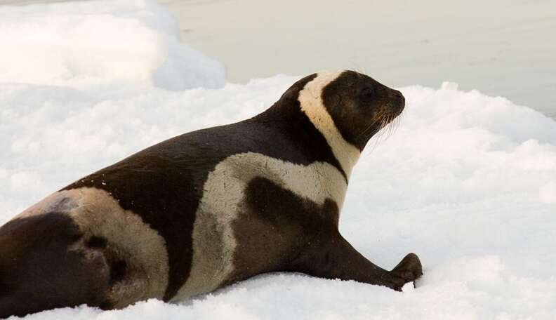 Rare Seal Has Four Gorgeous Stripes - The Dodo