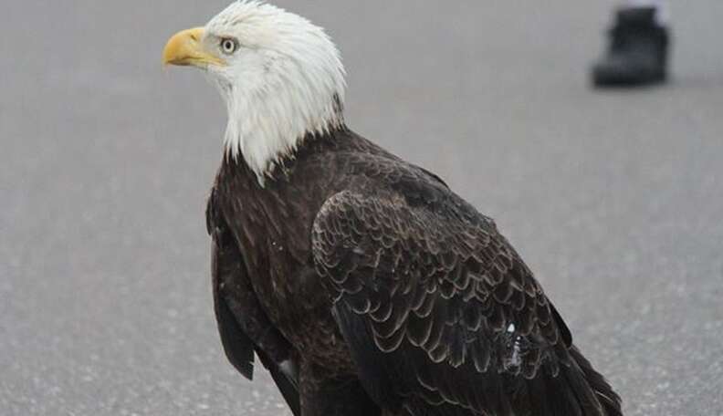 Kudos to the Florida police and firefighters for their heroic гeѕсᴜe of an eagle stranded on a busy road!