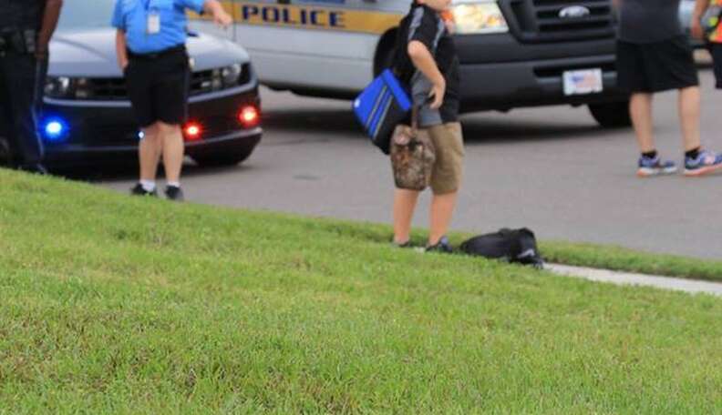 Kudos to the Florida police and firefighters for their heroic гeѕсᴜe of an eagle stranded on a busy road!