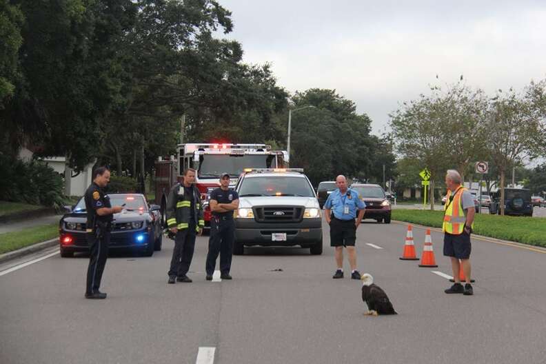 Kudos to the Florida police and firefighters for their heroic гeѕсᴜe of an eagle stranded on a busy road!