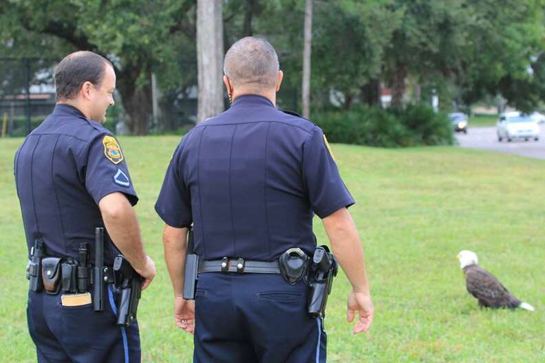 Kudos to the Florida police and firefighters for their heroic гeѕсᴜe of an eagle stranded on a busy road!