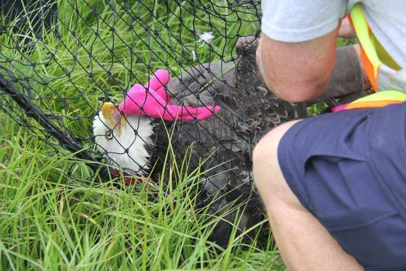 Kudos to the Florida police and firefighters for their heroic гeѕсᴜe of an eagle stranded on a busy road!