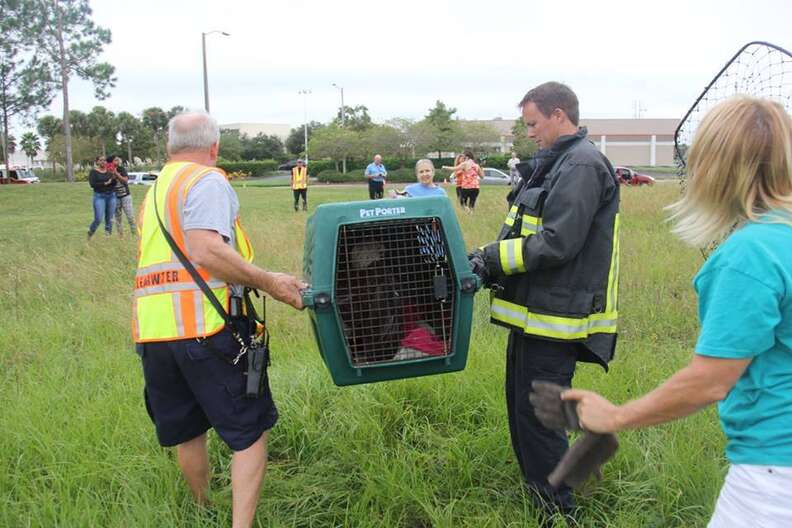 Kudos to the Florida police and firefighters for their heroic гeѕсᴜe of an eagle stranded on a busy road!