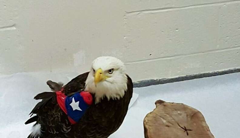 Kudos to the Florida police and firefighters for their heroic гeѕсᴜe of an eagle stranded on a busy road!