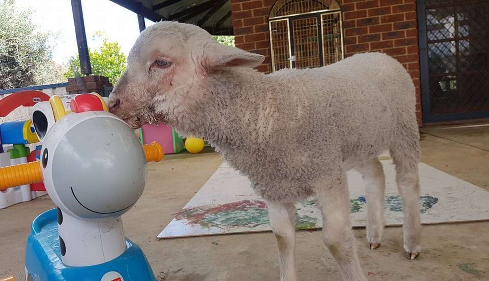 Lamb Who Fell Off Slaughter Truck Makes His Very First Friend - The Dodo