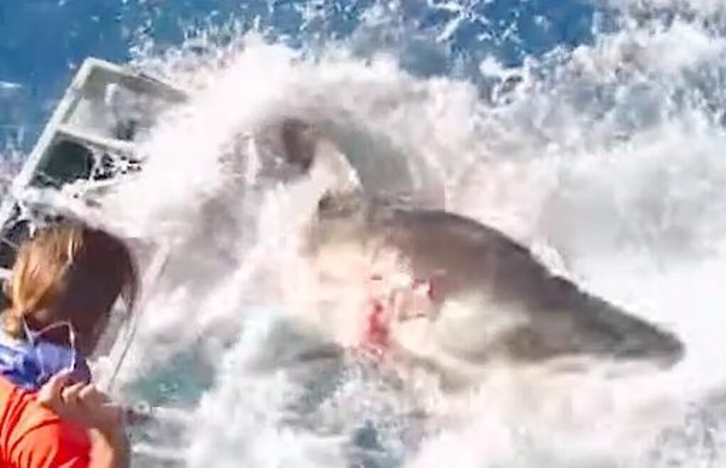 Great White Shark Breaks Through Cage With Diver Still Inside The Dodo
