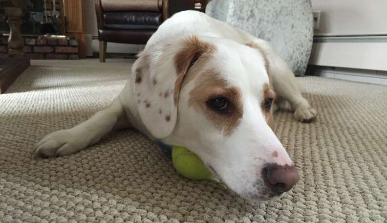 Paralyzed Dog Gets Acupuncture, And Now She Can Run - The Dodo